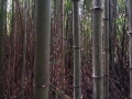 japonsko_kamakura 5