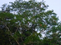 malajsie_borneo_kinabatangan_2