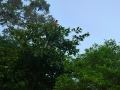 malajsie_borneo_kinabatangan_3