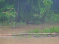 malajsie_borneo_kinabatangan_6