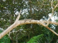 malajsie_borneo_kinabatangan_7