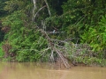 malajsie_borneo_kinabatangan_8