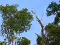 malajsie_borneo_kinabatangan_9
