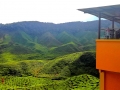 malajsie_cameron_highland_1