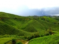 malajsie_cameron_highland_2