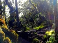 malajsie_cameron_highland_4