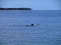 usa_everglades_12