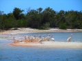usa_everglades_14