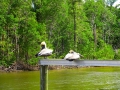 usa_everglades_15