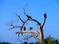 usa_inglis_18
