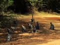 dambulla_3