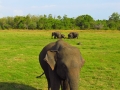 dambulla_minneriya_sloni_safari_1