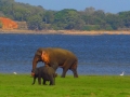 dambulla_minneriya_sloni_safari_2
