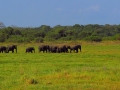 dambulla_minneriya_sloni_safari_3