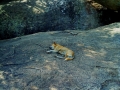 dambulla_sigiriya_pidurangala_6