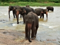 sri_lanka_pinnawala_1