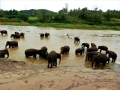 sri_lanka_pinnawala_2