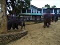 sri_lanka_pinnawala_3