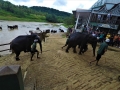 sri_lanka_pinnawala_4