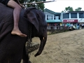 sri_lanka_pinnawala_5