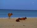 sri_lanka_trincomalee_3