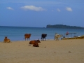 sri_lanka_trincomalee_4
