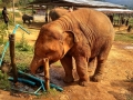 slon_ stanice_chiang_mai_3