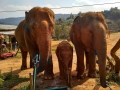 slon_ stanice_chiang_mai_4