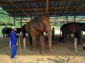 slon_ stanice_chiang_mai_5